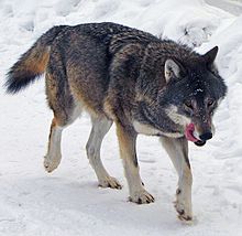 220px-Kolmården_Wolf