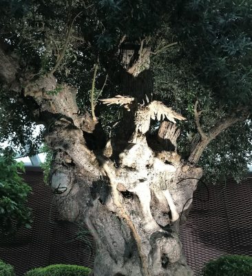 dreams-words-olive-tree