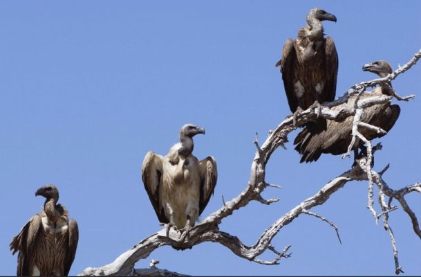 dreams-words-vultures-tree